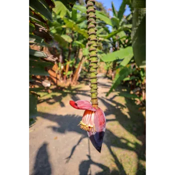 Fresh Banana Flower